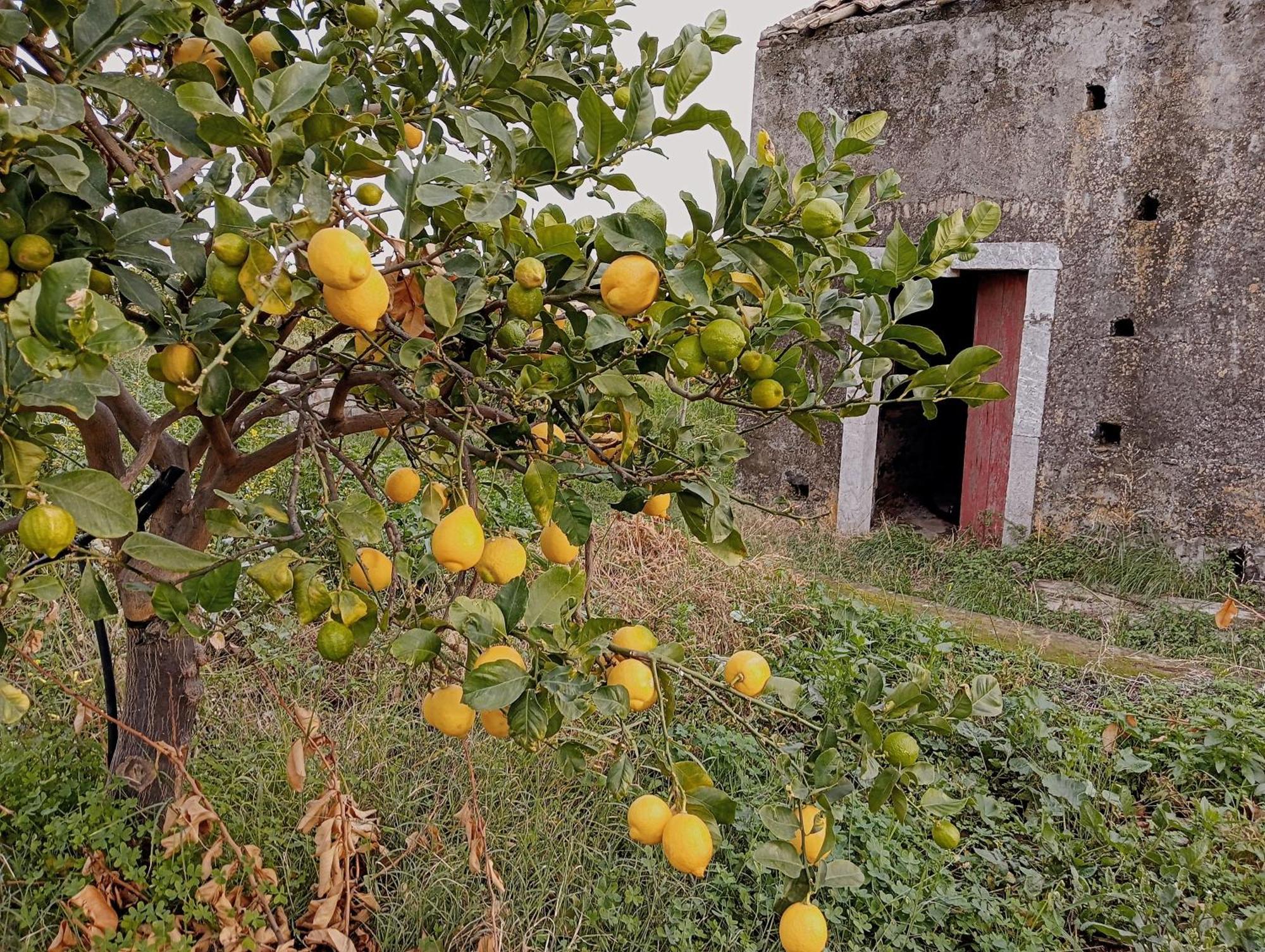 Villa Laura Apartment Giardini Naxos Eksteriør billede